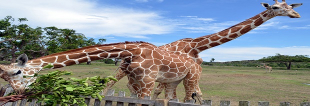 calauit-safari-park-palawan-halal-trip