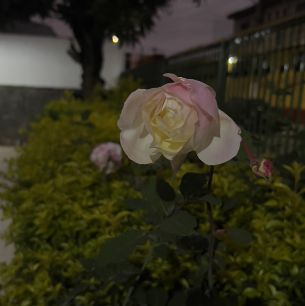 Post Image