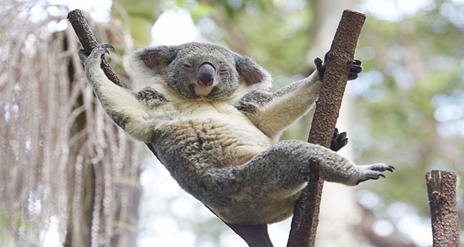 The Ultimate Muslim Friendly Travel Guide to Queensland