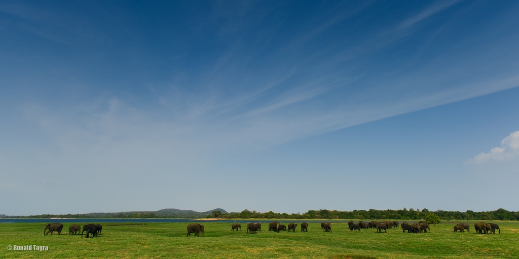 6 Must-Visit National Parks in Sri Lanka