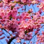 The Cherry Blossom Season in Japan - The Best Time for a Visit?