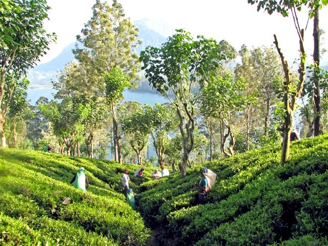 Top 7 Must-See Attractions in Kandy for Muslim Travelers