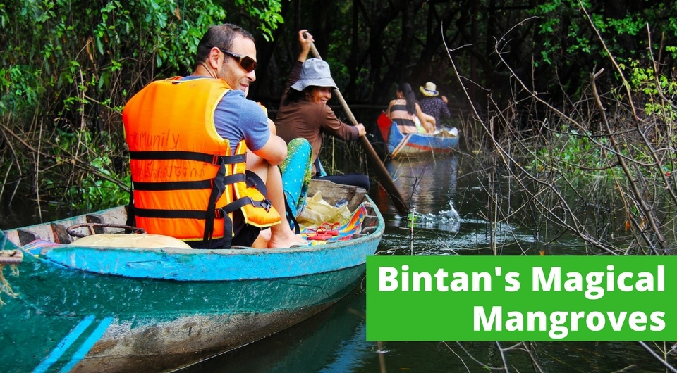 All You Need to Know About Bintan's Magical Mangroves