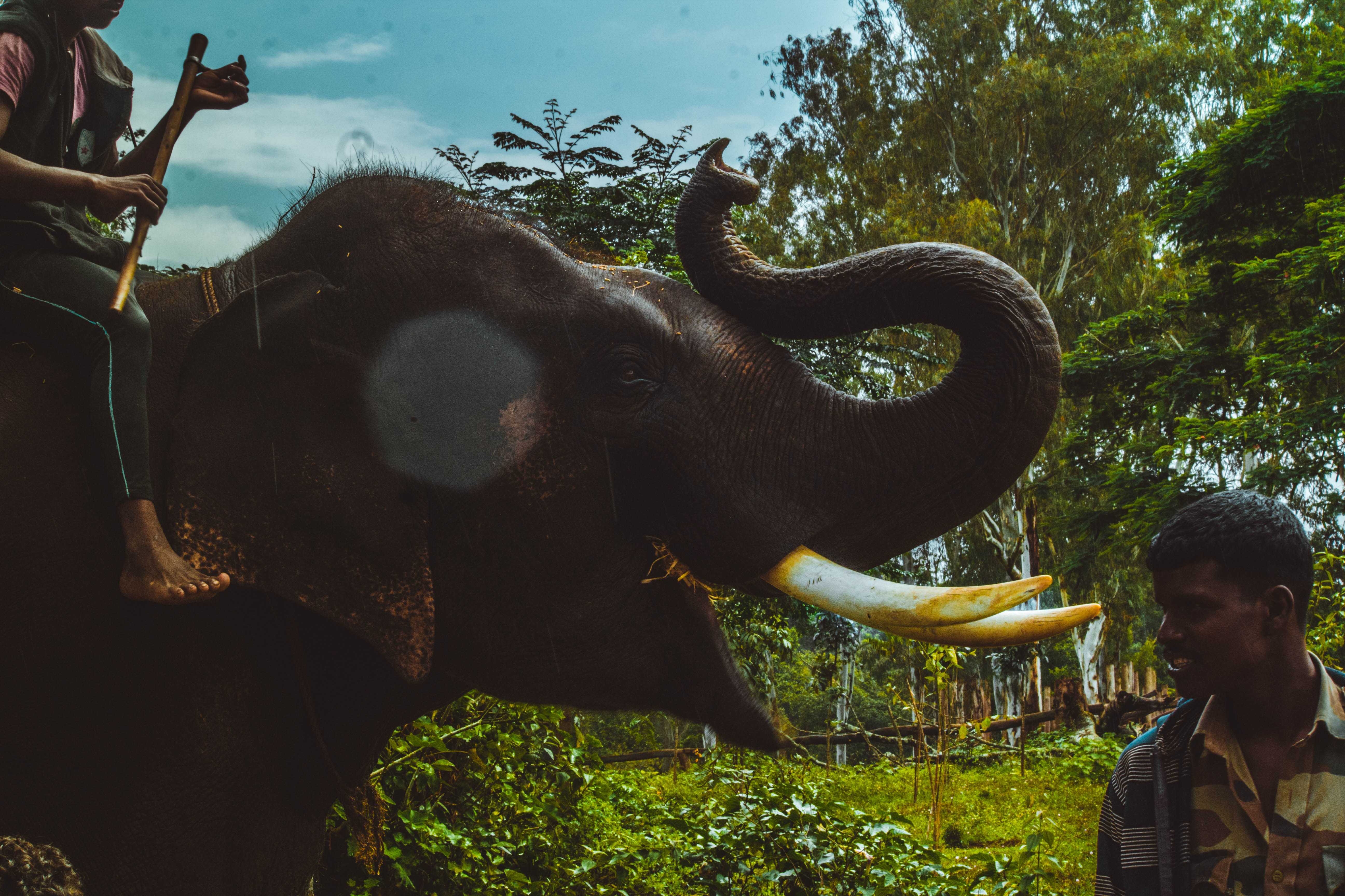 Man riding an elephant in Sri Lanka