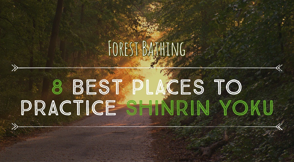 Escape Into Nature! Visit These 8 Best Places To Practice Shinrin Yoku!