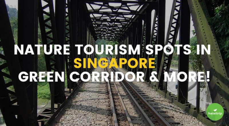Nature Tourism in SG: Singapore’s Green Corridor & More