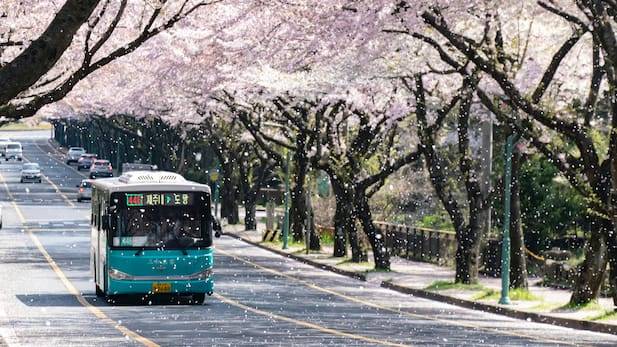 cherry petals falling in jeju