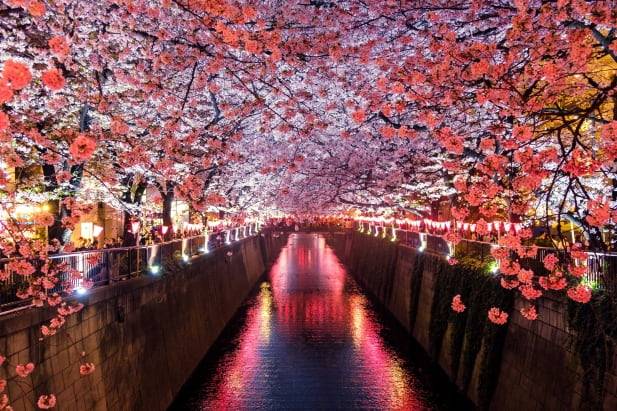 Cherry Blossoms in Fall Japan