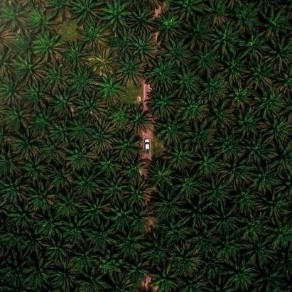 Palm Oil Trees