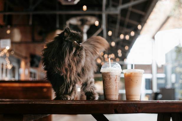 cat and coffee