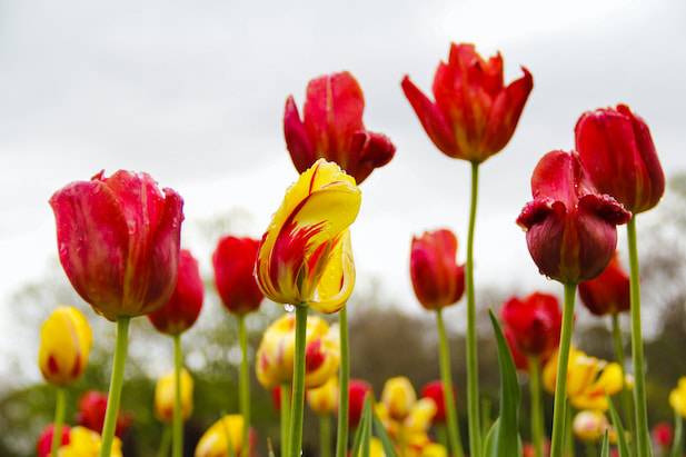 Stop And Smell The Roses In The Dallas Arboretum And Botanical Gardens