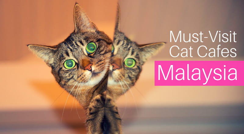 3 Must-Visit Cat Cafes in Malaysia