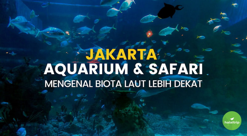 Jakarta Aquarium & Safari: Mengenal Biota Laut Lebih Dekat