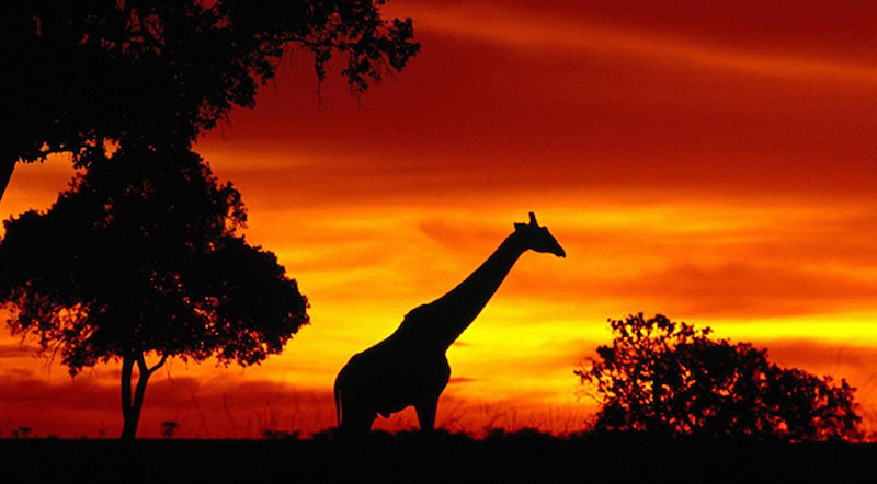 The Sights and Sounds of South Africa