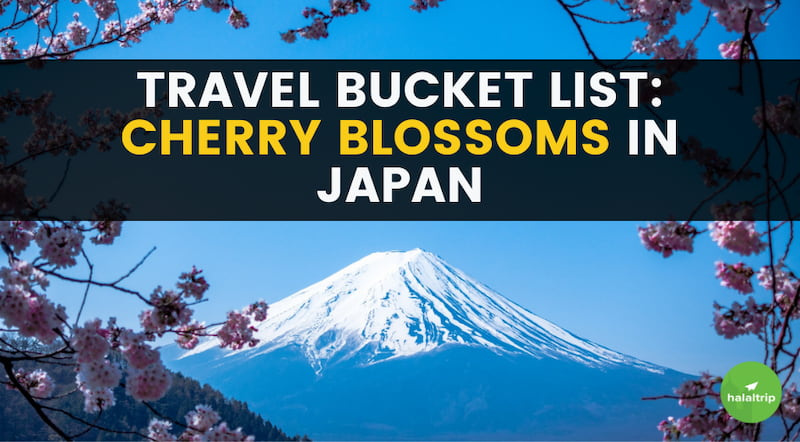 Travel Bucket List: Cherry Blossoms in Japan