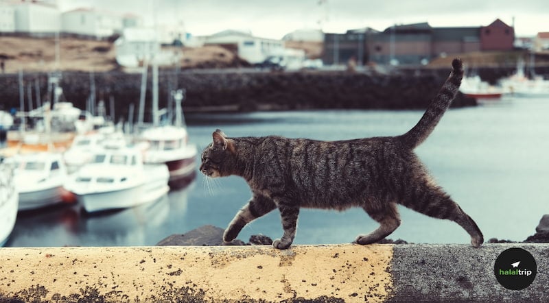 Hadith on Sadaqah for Animals: Full of Blessings