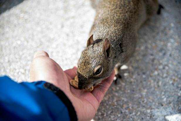 hungry squirrel