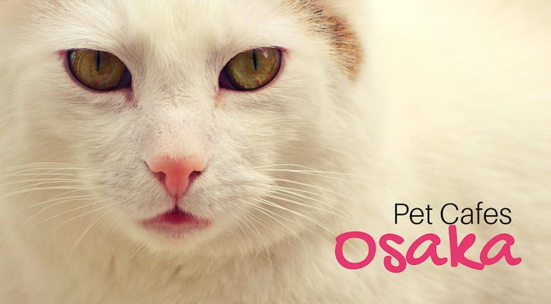 5 Awesome Pet Cafes in Osaka 