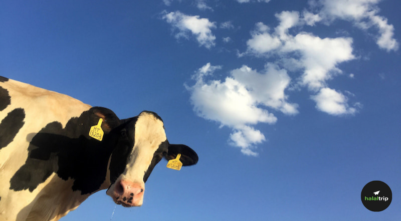 How to Do Qurban: A Step-by-Step Guide for a Meaningful Sacrifice