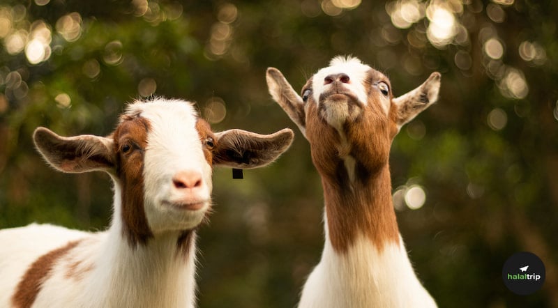 Difference Between Qurban and Aqiqah: Exploring Each Ritual Sacrifices with Clarity and Purpose
