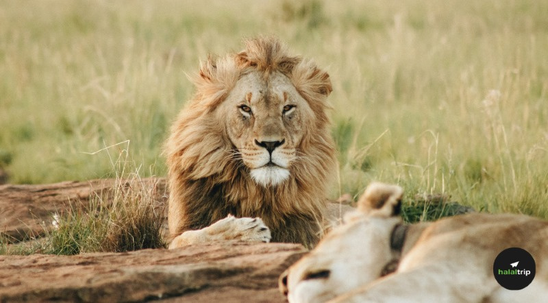 7 Best Destinations for Wildlife Safari in India