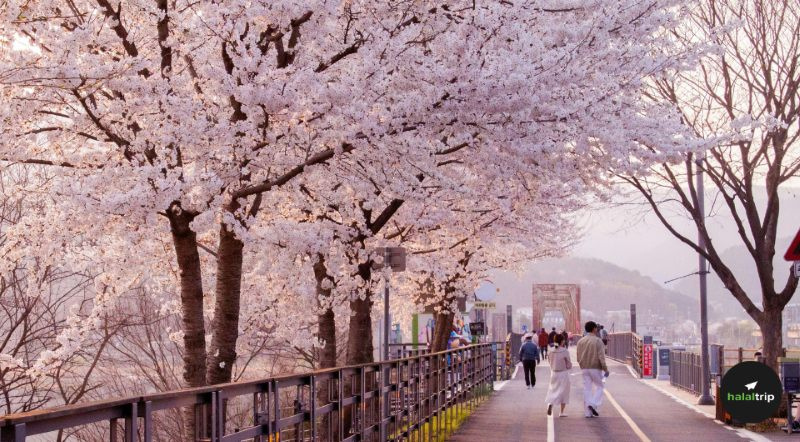 Spring Travel Guide You Need for a Smooth and Enjoyable Trip