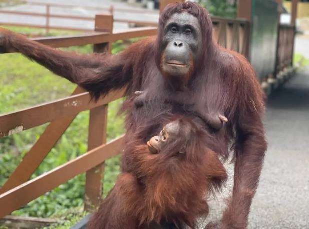 Orangutan at Semenggoh Nature Rsesrve Kuching Sarawak