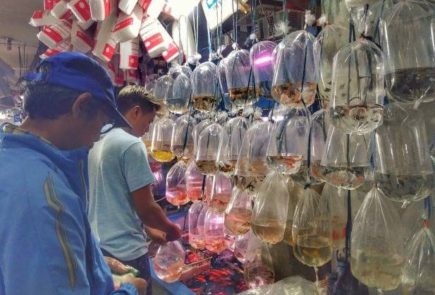 Pasar Ikan Hias Gunungsari Ornamental Fish Market Surabaya