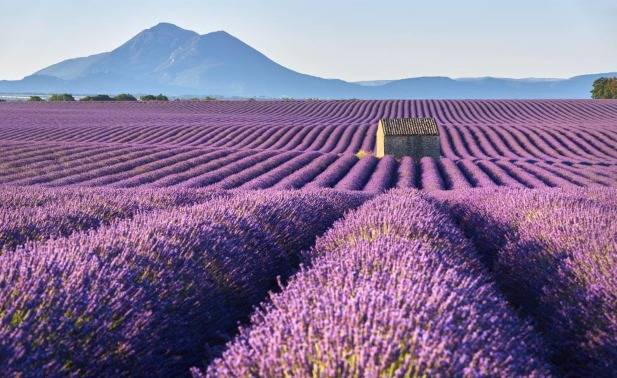 Ladang Lavender Castilla-La Mancha Spanyol