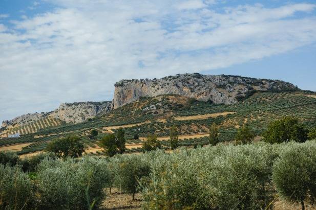 Olive Trees Grove in Ronda Spain