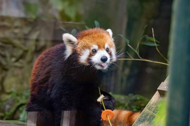 Taipei Zoo Taiwan Muslim-friendly Attraction