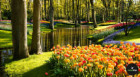 Petals and Passports: 10 Muslim-Friendly Spots to See Flowers This Spring