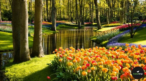 Petals and Passports: 10 Muslim-Friendly Spots to See Flowers This Spring