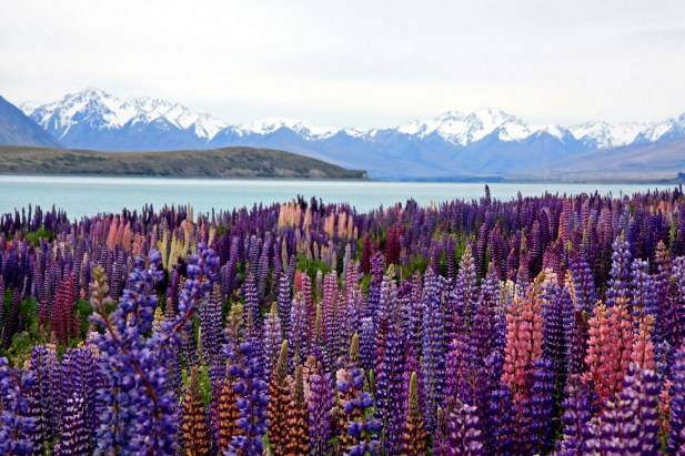 Lupin Flowers of Lake Tekapo New Zealand