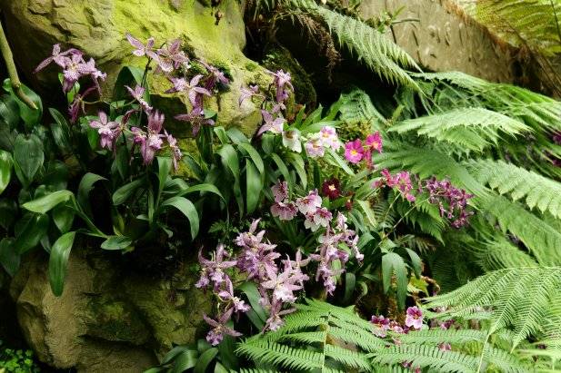 National Orchid Gardens Singapore
