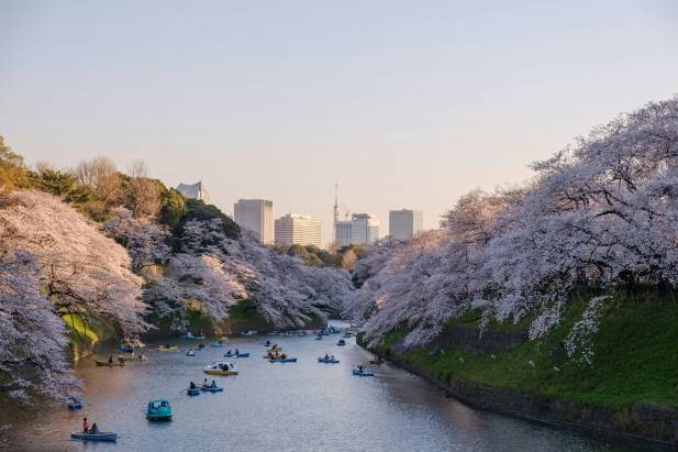 Sakura Flowers in Tokyo Japan