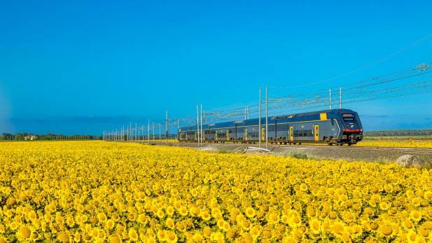 Sunflower Field in Tuscany Italy