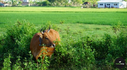 Sacrifice and Solidarity: How the Spirit of Qurban Bridges the Global Divide 
