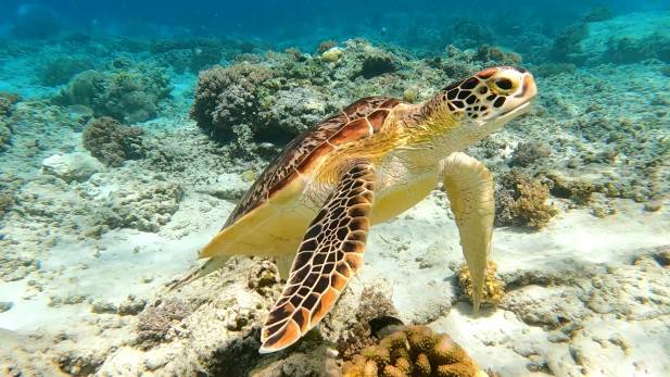 Gili Trawangan Lombok Turtle Indonesia