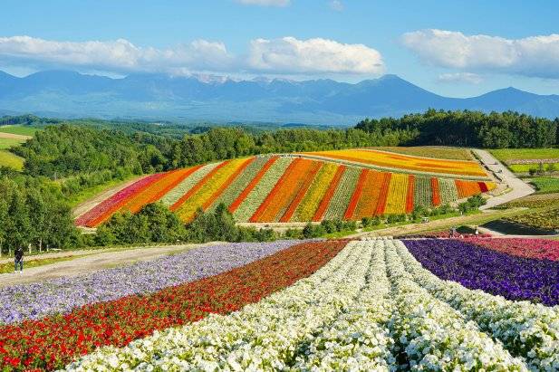 Hokkaido Flowers Japan