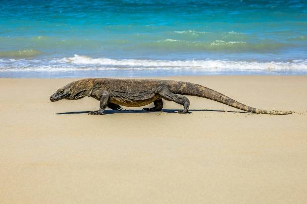 Komodo Dragon Labuan Bajo