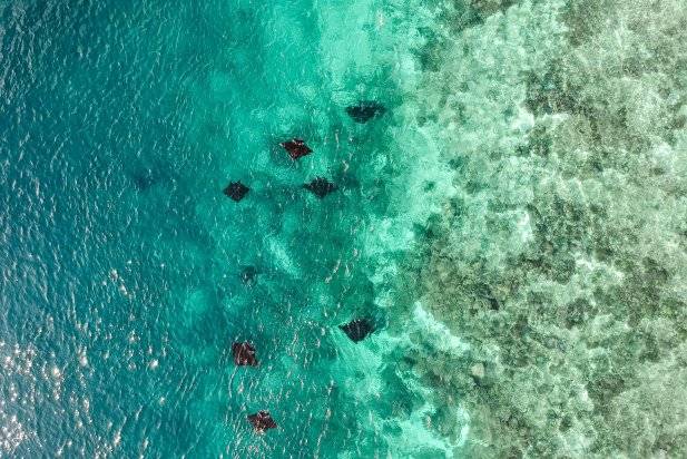 Manta Point Labuan Bajo